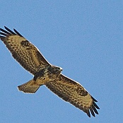 Common Buzzard  "Buteo buteo"